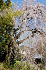 2011青梅市梅岩寺のしだれ桜