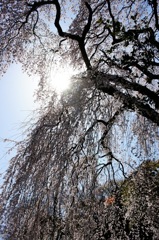 2011青梅市梅岩寺のしだれ桜