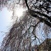 2011青梅市梅岩寺のしだれ桜