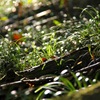 冬を待つ下草
