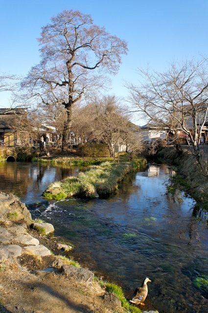 忍野八海
