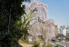 2011青梅市梅岩寺のしだれ桜　青梅の町を望む丘より