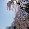 2011青梅市梅岩寺のしだれ桜