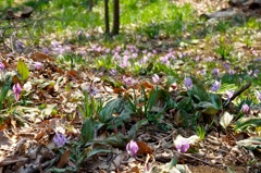 ２０１１　片倉城趾公園　カタクリ群生