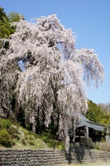 2011青梅市梅岩寺のしだれ桜