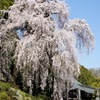 2011青梅市梅岩寺のしだれ桜
