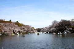 ２０１１井の頭公園　桜