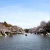 ２０１１井の頭公園　桜