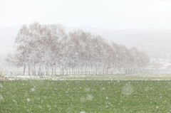 ５月の雪