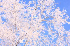 Ice flower