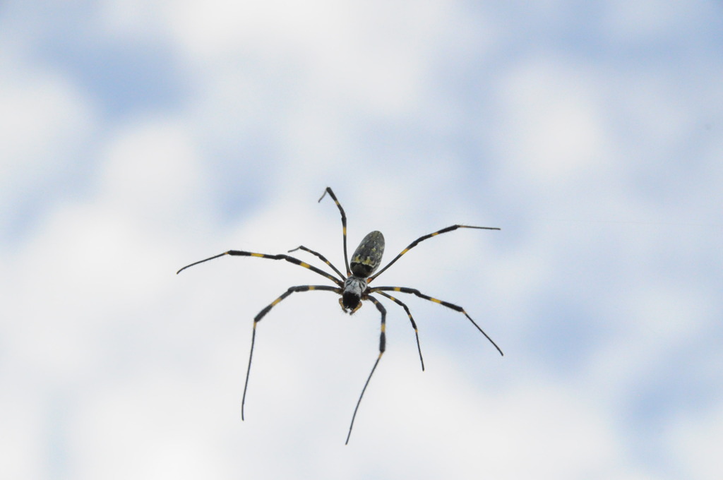 2010年朝比奈大龍勢 