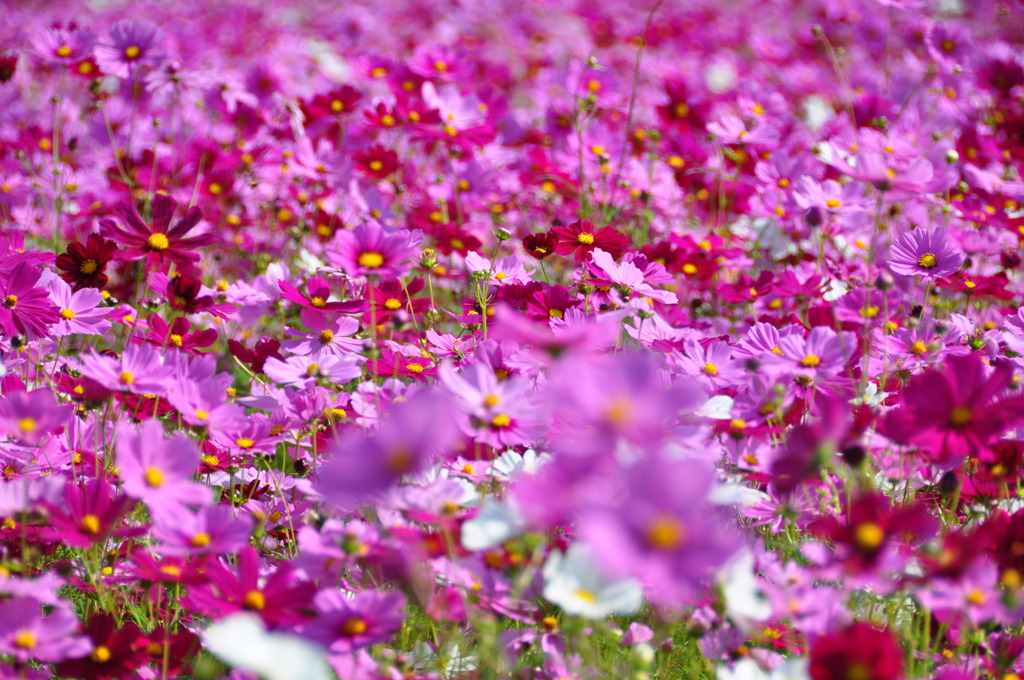 2010年朝比奈大龍勢 