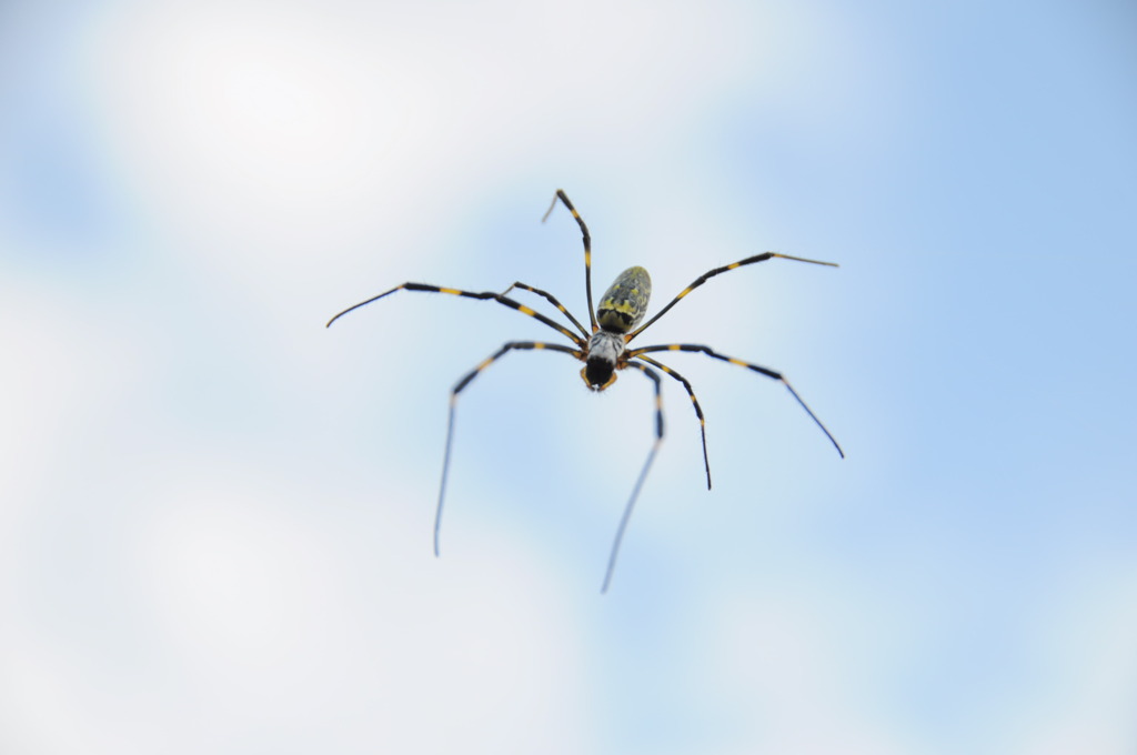 2010年朝比奈大龍勢 