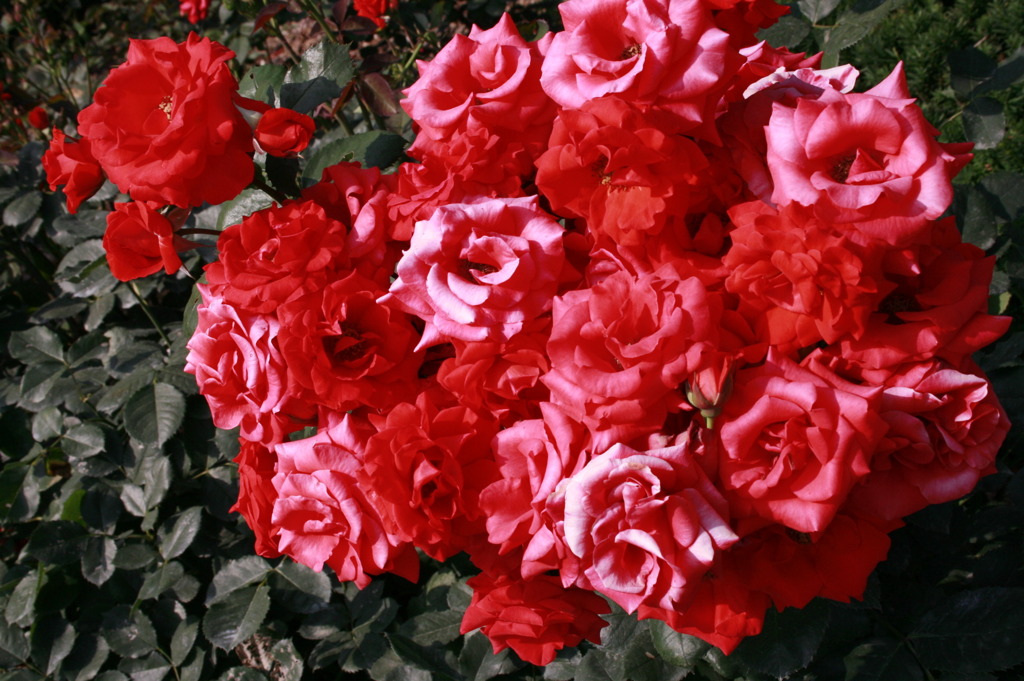 一房で花束に出来そう