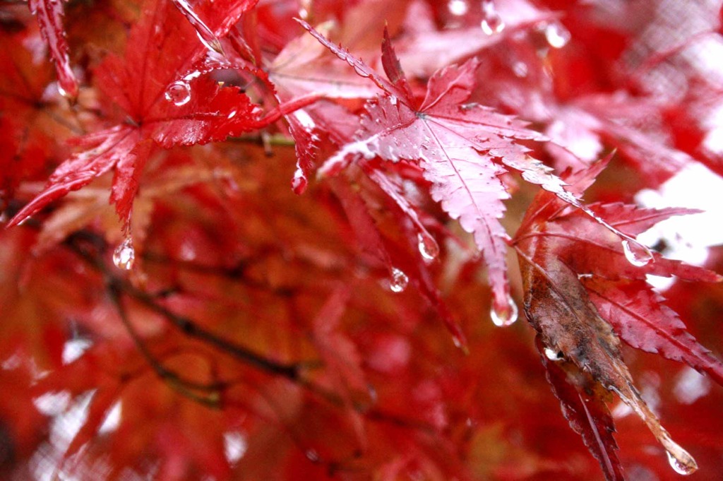 雨の赤