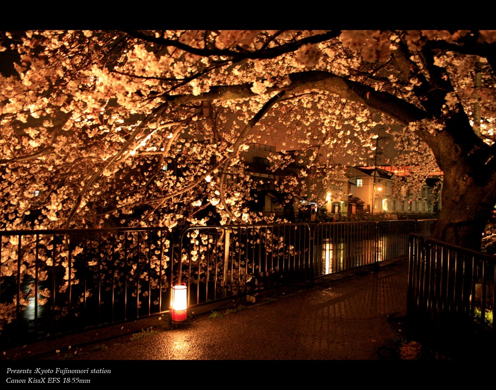 夜桜ステーション