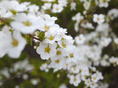 名も知らぬ春の花・１