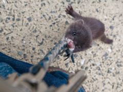 野獣と過ごした午後 〜襲撃