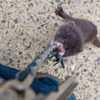 野獣と過ごした午後 〜襲撃