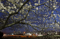 花咲く夜空