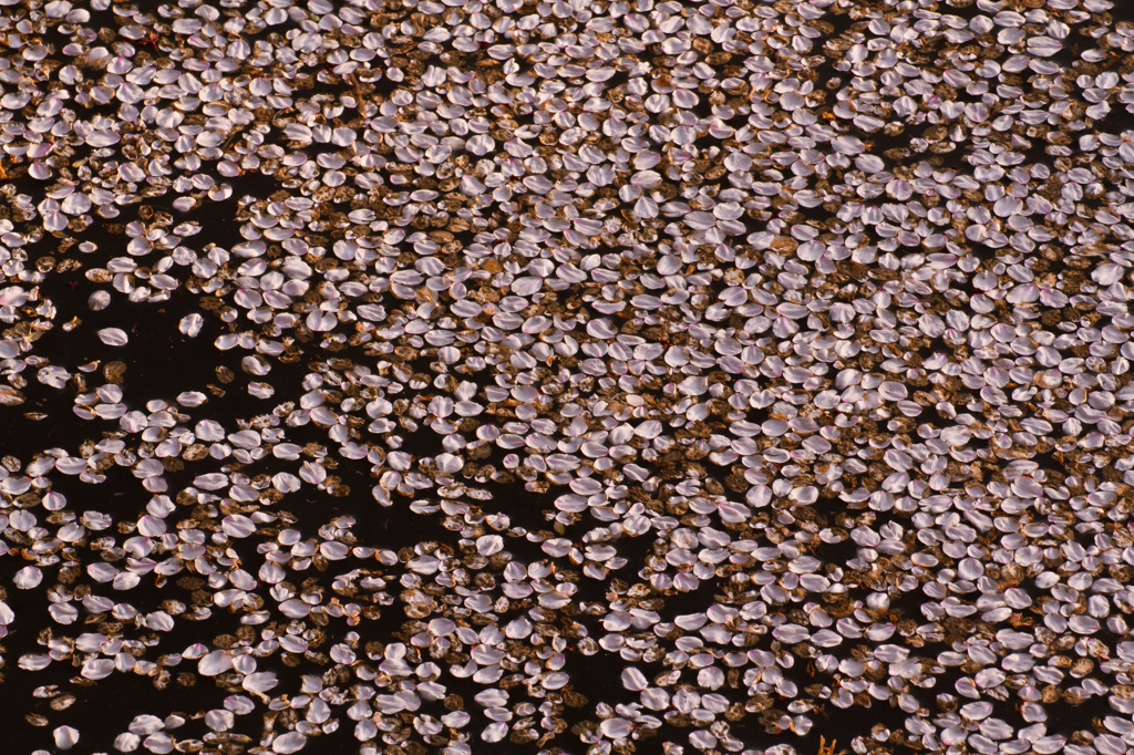 桜鱗