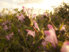 名も知らぬ春の花・３