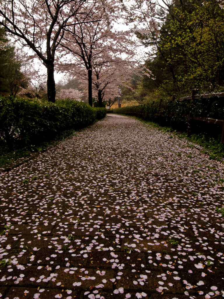 桜模様の坂道