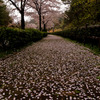 桜模様の坂道