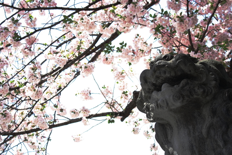 桜を見上げる