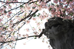 桜を見上げる