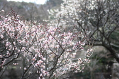 紅白