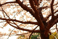大きな木の下で。