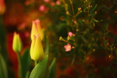 夜の花屋。