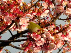 梅鴬の候