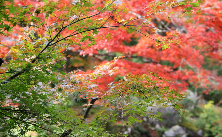 岩倉実相院　1