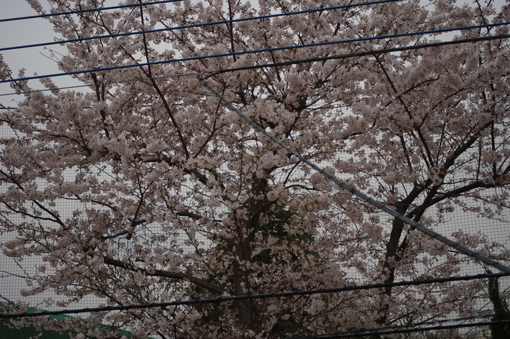 実家のベランダより。
