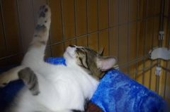 あれー。。。