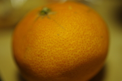 清美みかん。