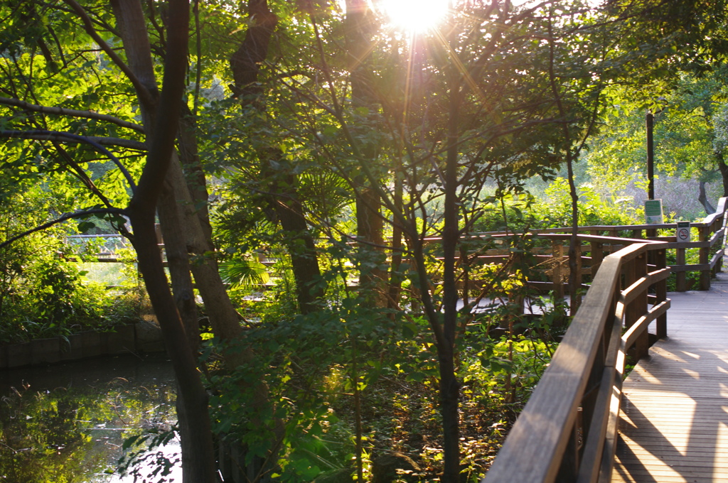 石神井公園。