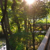 石神井公園。