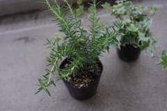 これから植え替え。
