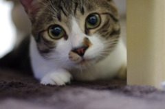 (⌒▽⌒;) オッドロキー