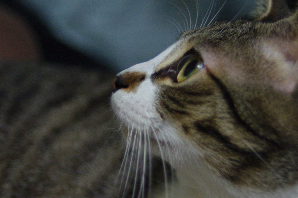 あれはなんにゃ！？