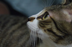 あれはなんにゃ！？