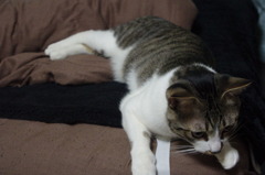 違うか・・・。