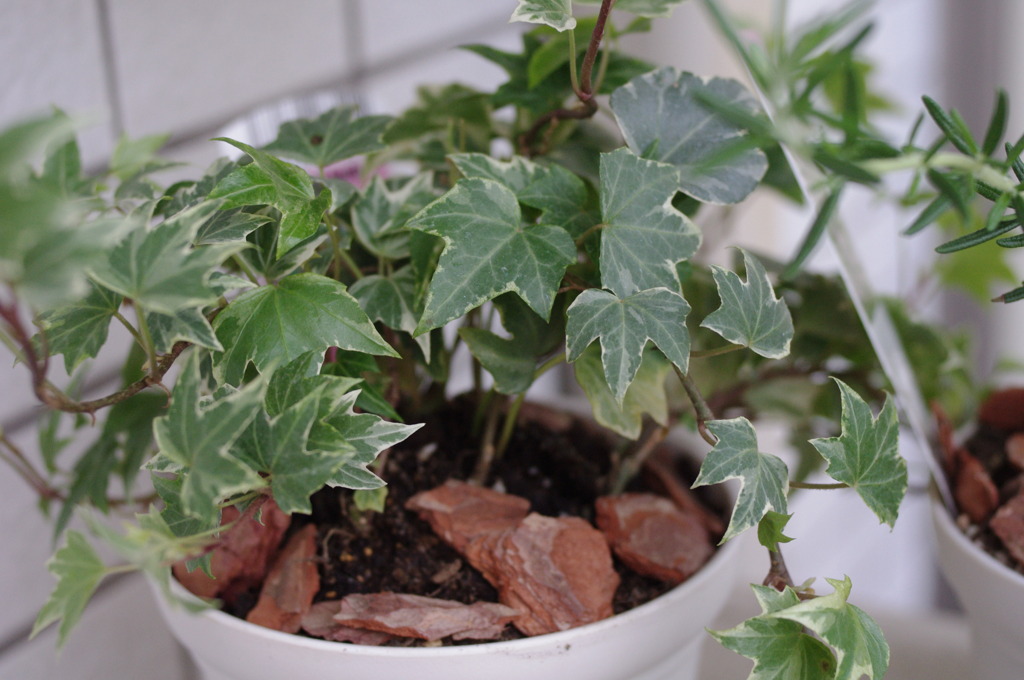 植え替え。