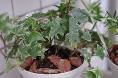 植え替え。