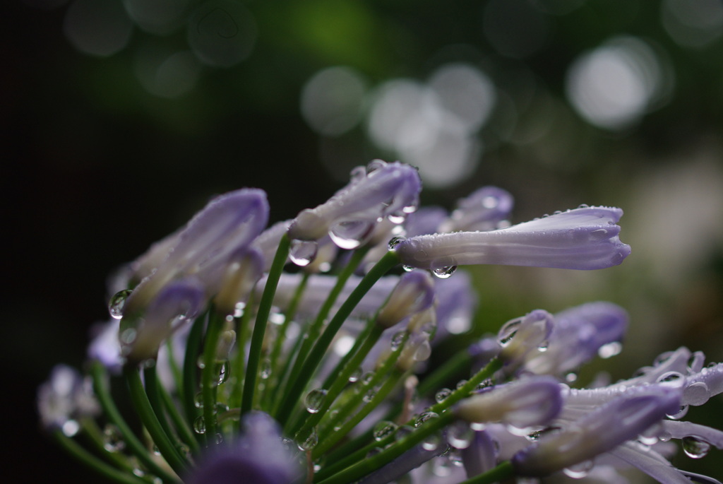 雨粒。