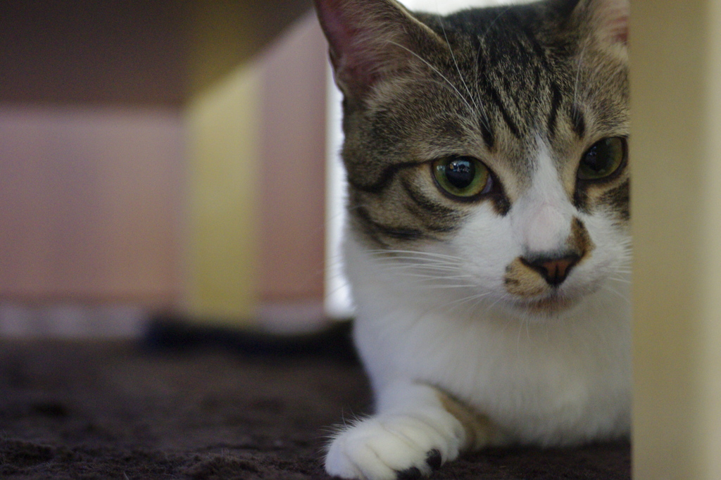 なによ・・・。