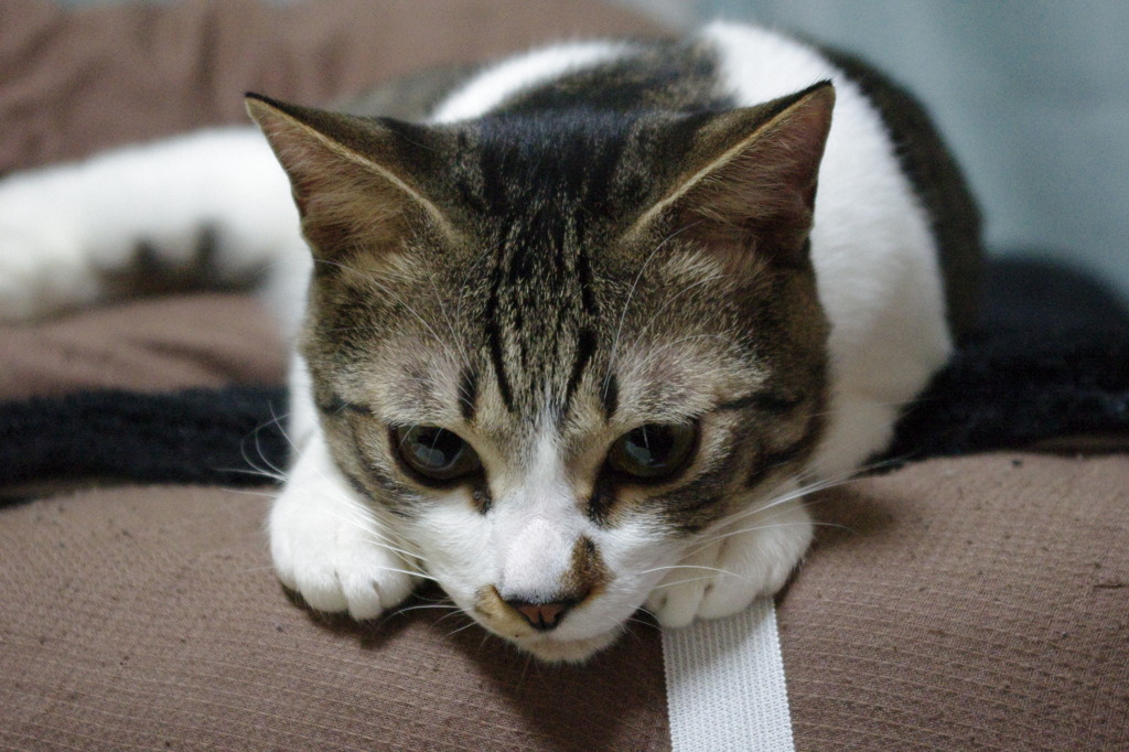 手がなんかかわいい。